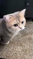 Funny Cat Videos to Keep You Smiling! 