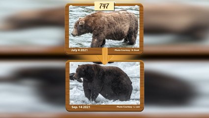 Move over, March Madness: It’s Fat Bear Week