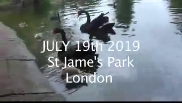 Black swans with cygnets