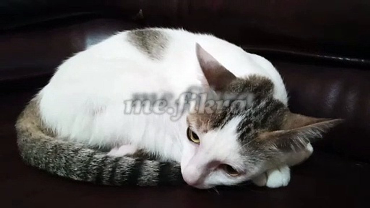 My Cat's Yuri