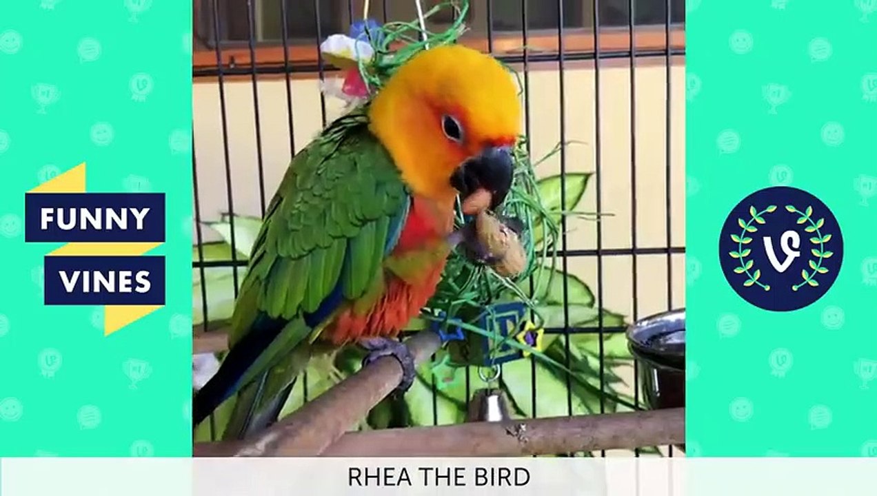 Funny Animals Compilation  Cute Pets, Dogs, Birds, Cats Videos