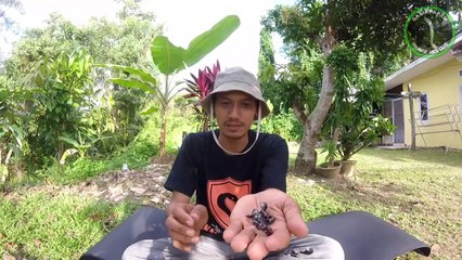 Mengenal Ular Berkepala Dua