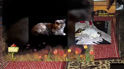 Milk the cat and food 4 4 2021 l slow motion l PowerDietor 18
