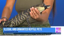 Phoenix Herpetological Sanctuary on Illegal and Unwanted Reptile Pets