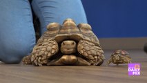Meet the Tortoises from the Phoenix Herpetological Sanctuary