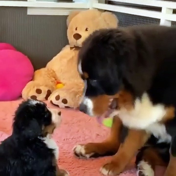Nothing like pets from mama 