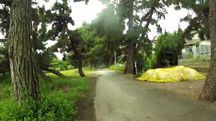 Bike Ride Through the Pines in Japan