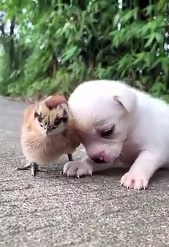 Stems in a small baby dog