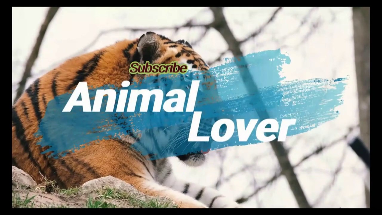 Labrador Retriever |Animal Lover |Animal Channel |Dogs/Breeds
