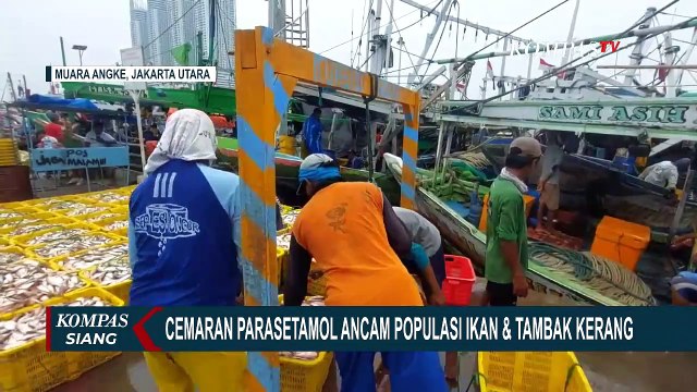 Teluk Jakarta Tercemar Paracetamol, Populasi Ikan dan Tambak Kerang Terancam!