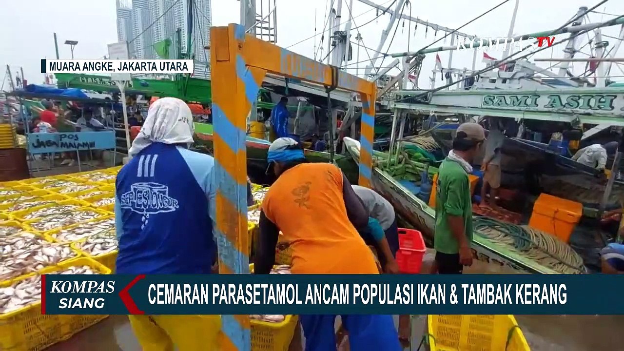 Teluk Jakarta Tercemar Paracetamol, Populasi Ikan dan Tambak Kerang Terancam!