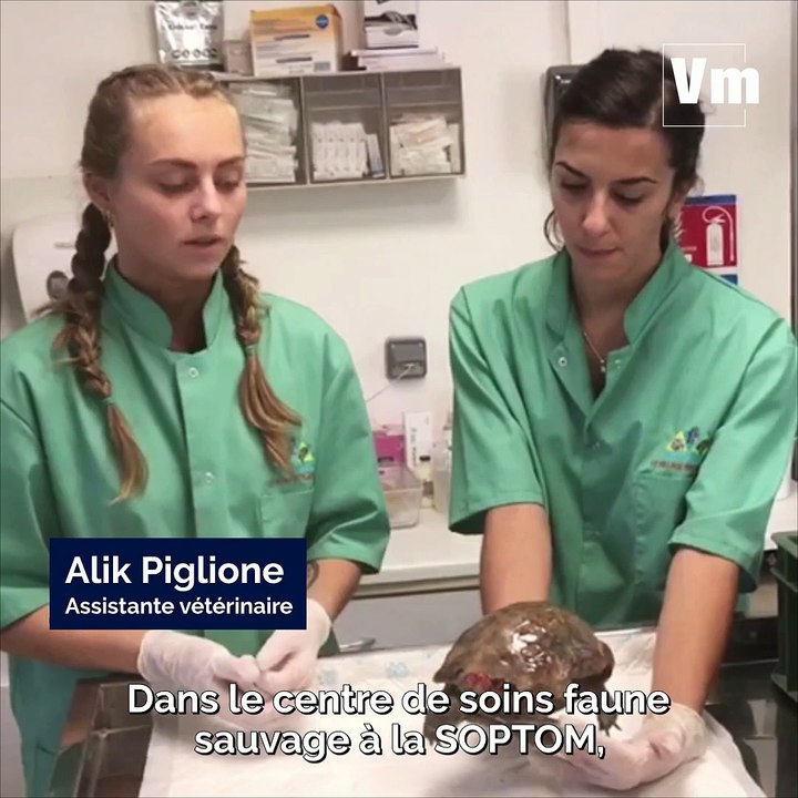 Au chevet des tortues d'Hermann brûlées dans l'incendie de Gonfaron