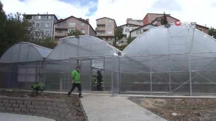 Türkiye'de bir ilk: Beykoz'da balık gübresi ile topraksız tarım