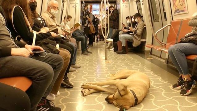 Mikroçip takılan Boji böyle takip ediliyor! İstanbul'u karış karış gezip bir günde 29 durak kullanıyor