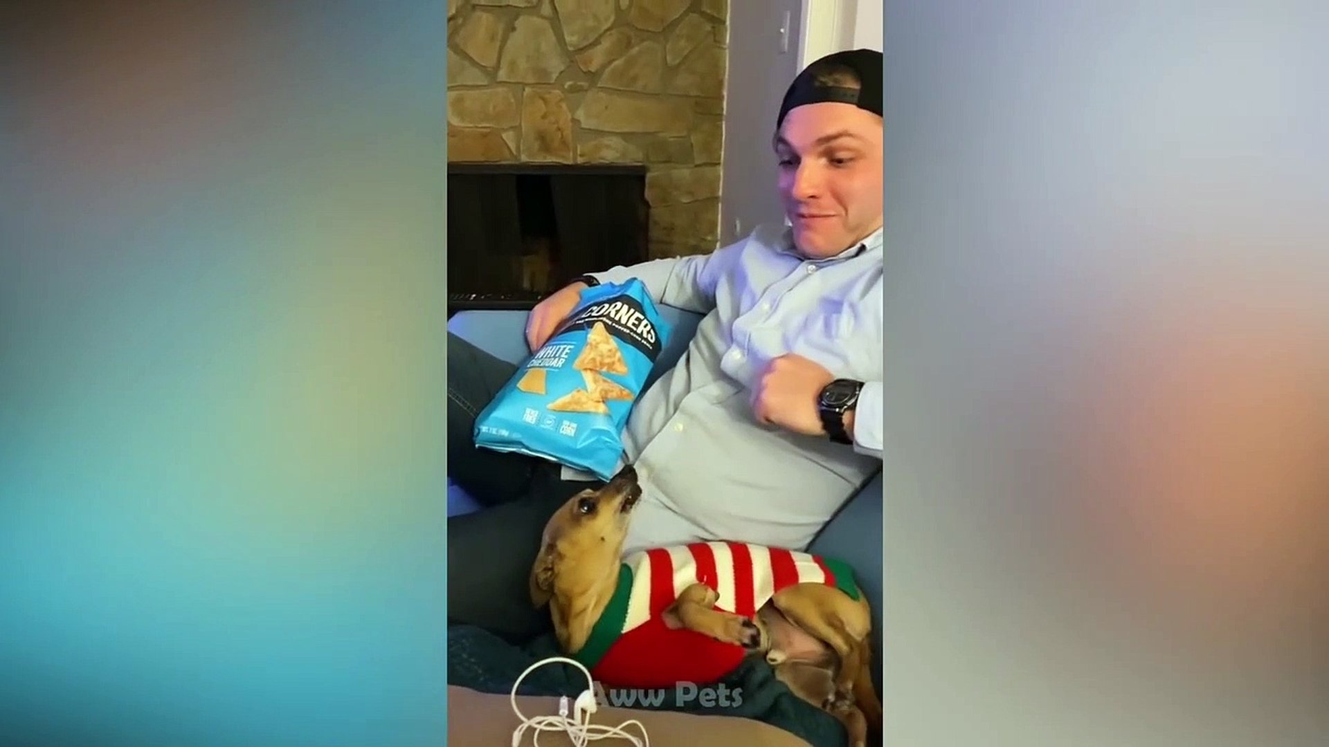 ⁣Angry Cat - Funny Pets Reaction Videos _ Aww Pets