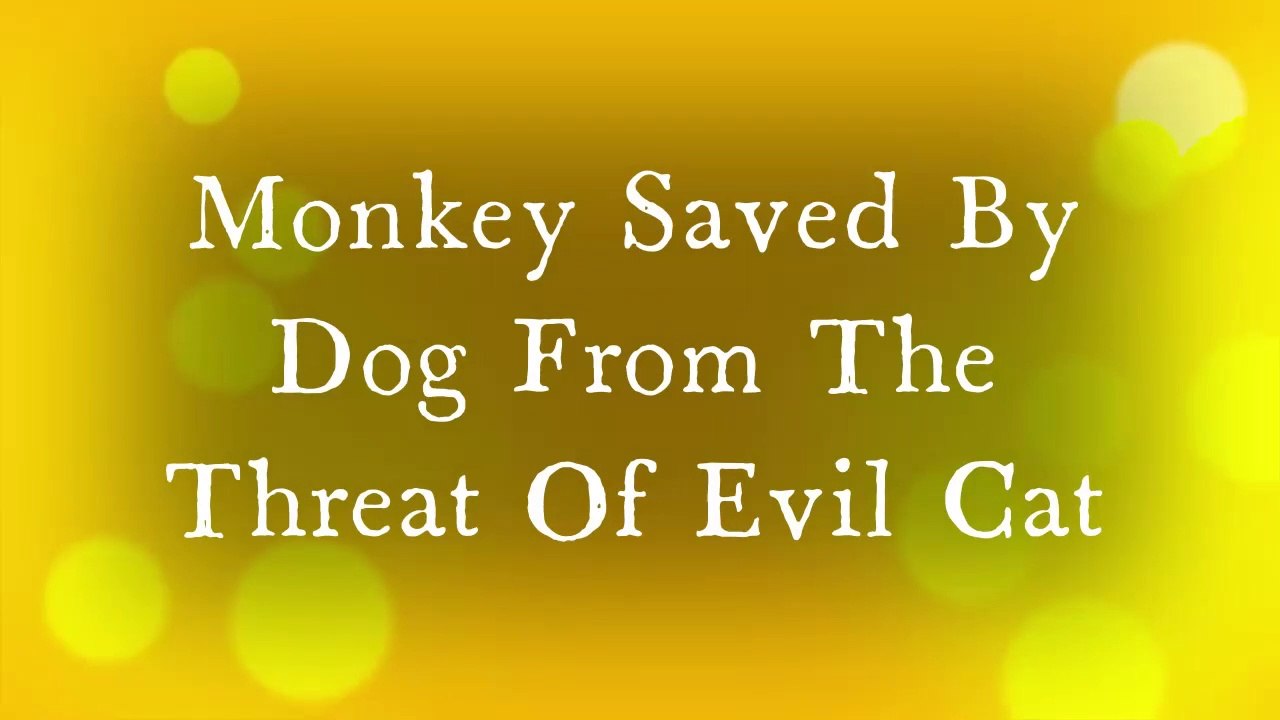 VIRAL !!! Bayi Monyet yang Dibully Kucing