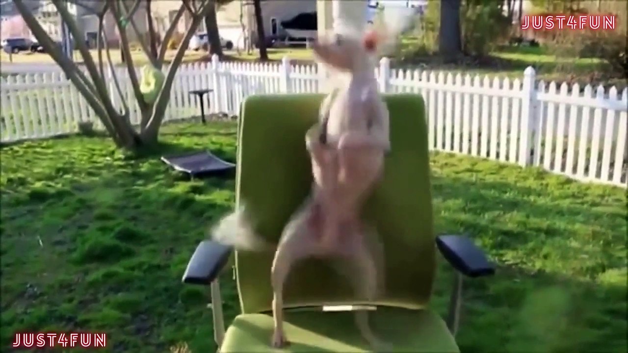most funny animal videos ever [ dancing dog video ] most funny animals | dancing doge