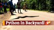 Giant Python Rescued And Released Into Forest In Odisha