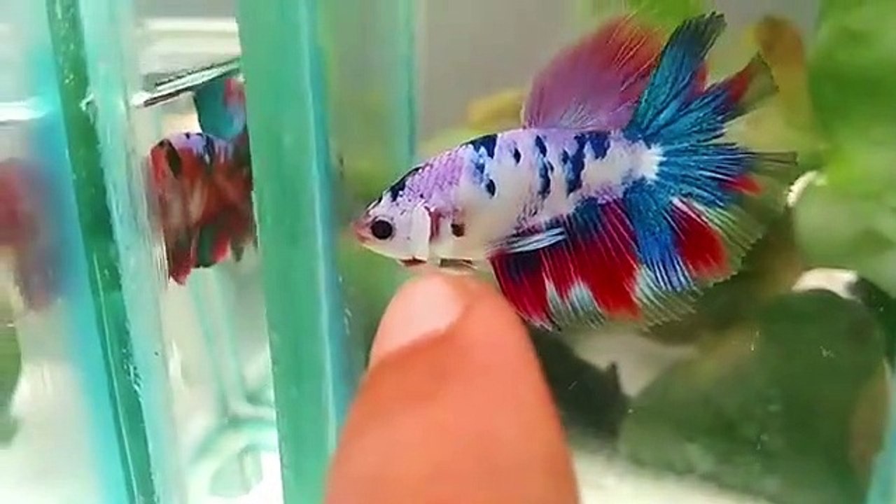 APA BEDANYA IKAN CUPANG KOI DENGAN FANCY