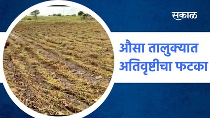 Ausa: औसा तालुक्यात अतिवृष्टीचा फटका
