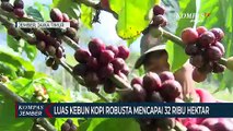 Jember Kota Kopi Robusta, Produksinya Melimpah dan Kualitasnya Terbaik