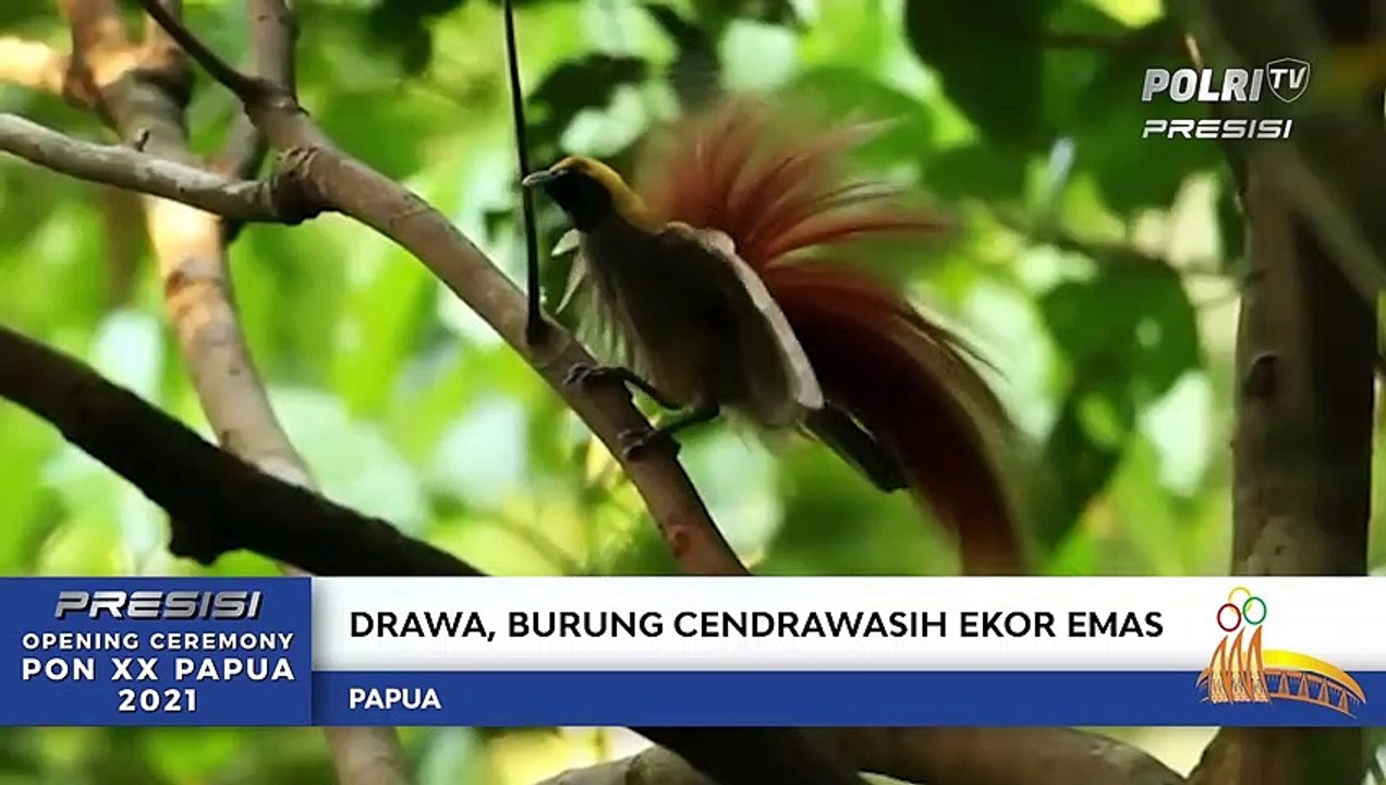 Mengenal Kangpho dan Drawa, Maskot PON Papua XX 2021