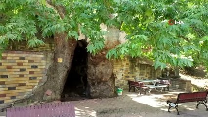 812 yıllık çınar ağacını 15 kişi zor kucaklıyor