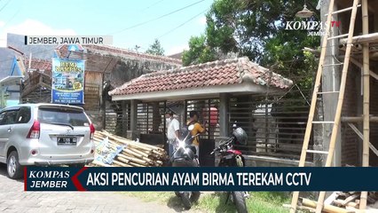 Kawanan Pencuri Ayam Petarung Birma Terekam CCTV, Pelaku Ternyata Tetangga Sendiri