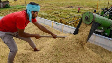 Kharif procurement to begin from 3 October in Haryana-Punjab