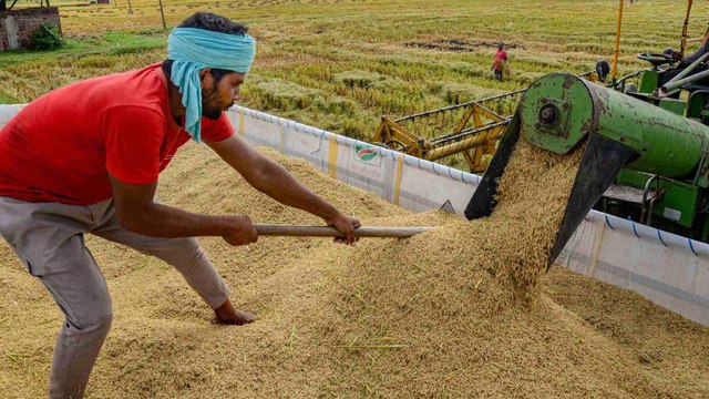 Kharif procurement to begin from 3 October in Haryana-Punjab