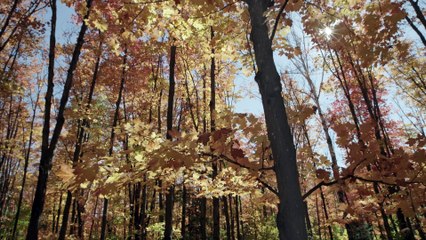 SONY DEMO 4K HDR: Forest and Mushrooms
