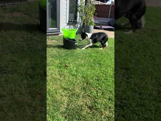 Doggy Playing Fetch by Himself