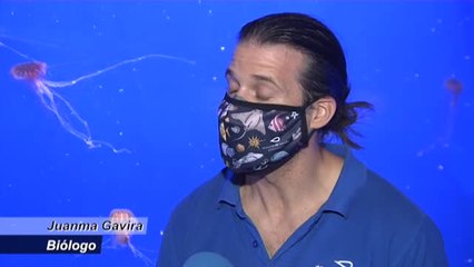 La lava sin freno llegar al mar en La Palma y destroza la fauna marina