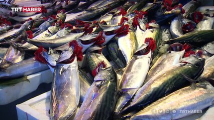 Ustasından basit malzemelerle palamut ekşilisi tarifi