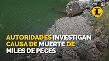 Autoridades investigan causa de muerte de miles de peces en Playa el Cayo, Barahona