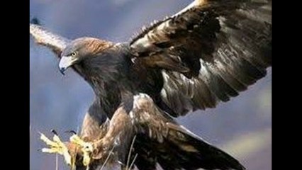 Le magnifique aigle des serpents fait face à une grande Vipère