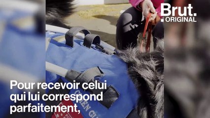Comment le chien guide Opium va aider Bérénice, 14 ans, malvoyante