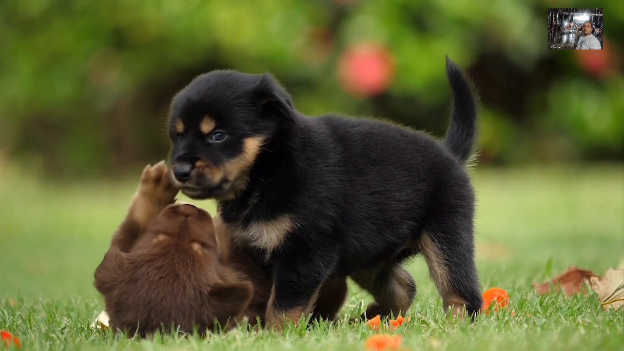 Cutes dogs| cutest dog in the world| cute dogs clips 2021