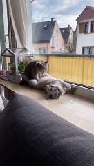 Stop laughing !! very cute cat therapy...massage