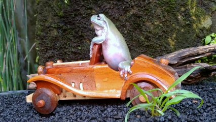 Katak Lucu Naik Mobil Antik