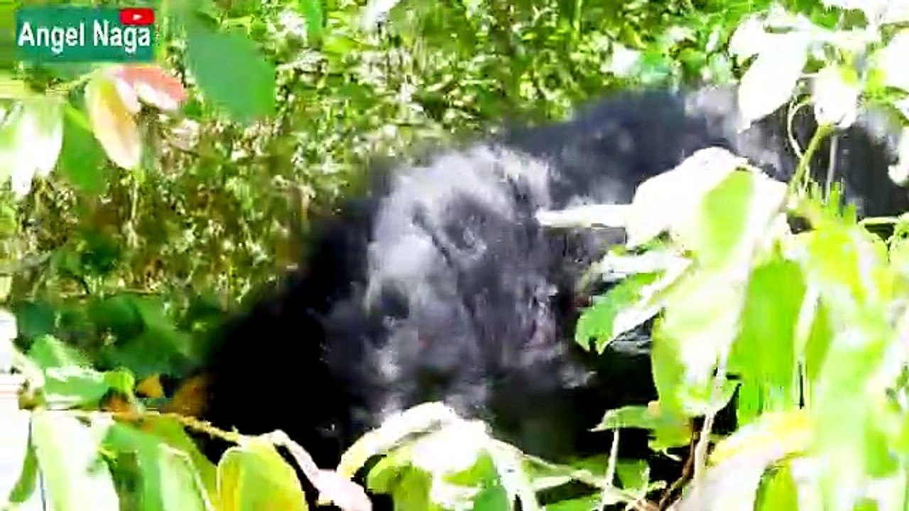 Fake_Gorilla_VS_Monkey_Very_Funny_