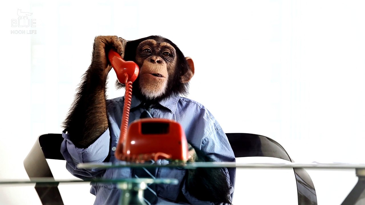 Smart Chimpanzee | Rich Chimpanzee | Blue Moon Life |