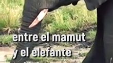 ¿Se podría resucitar a los mamuts? Algunos científicios creen que sí, pero no está claro...