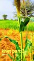 Landlord nitesh joshi at farm |agricultural vlog|crops |  khet || part 3