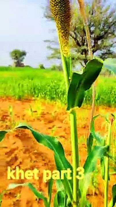 Landlord nitesh joshi at farm |agricultural vlog|crops |  khet || part 3
