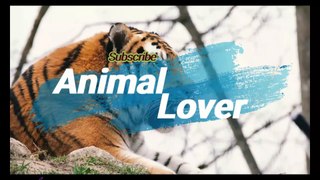 Golden Retriever |Animal lover |Animals |Dogs/breeds