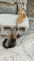 Two adorable kittens playing around