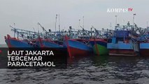 Laut Jakarta Tercemar Paracetamol, Pemprov Teliti Kandungan Air