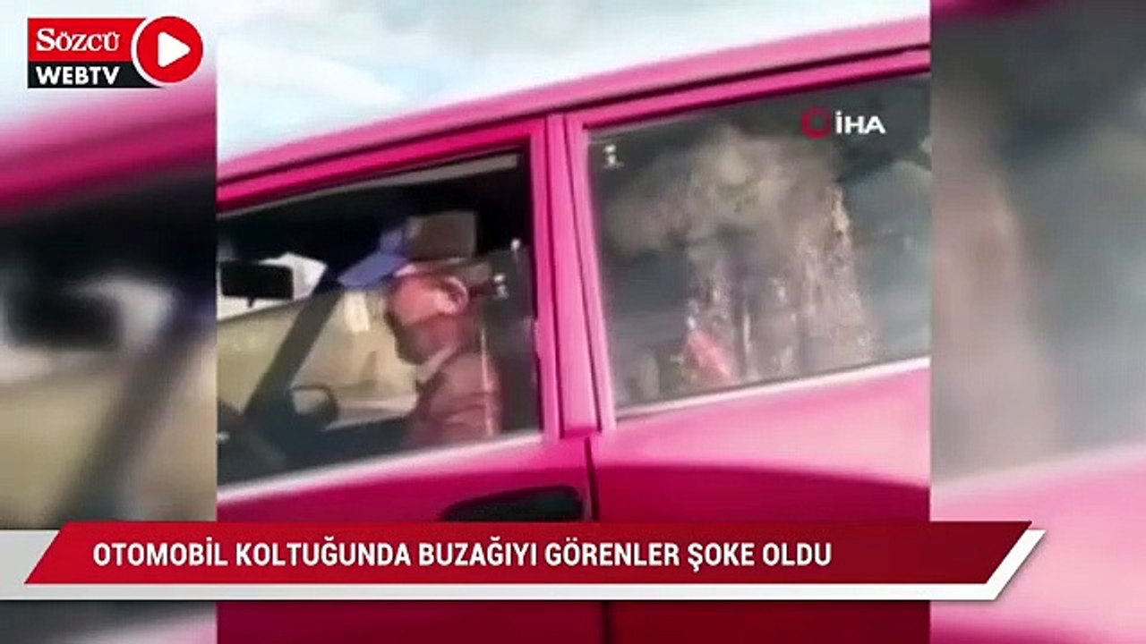 Trafikte otomobilin koltuğundaki buzağı görenleri şoke etti