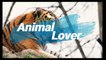 pomeranian |Animal Lover |Animals |Breeds/Dogs
